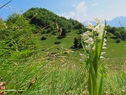 55 Cephalantera longifolia - Caefalantera maggiore con vista in Monte Zucco